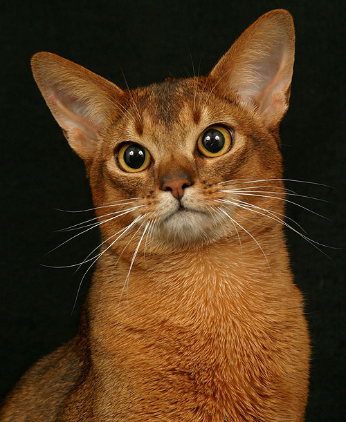 Abyssinian color types