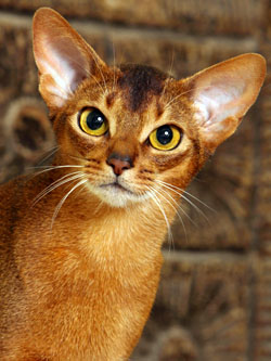 Abyssinian Cat