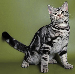 American Shorthair Cat