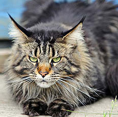 Maine Coon Cat