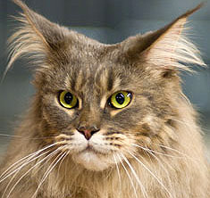 maine coon