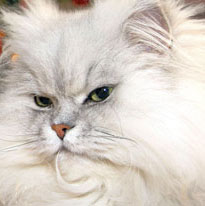 persian cat