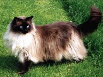 Ragdoll Cat on the grass