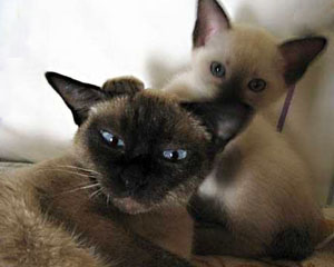 Siamese Cat and Kitten