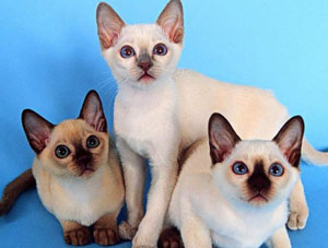 Siamese Kittens