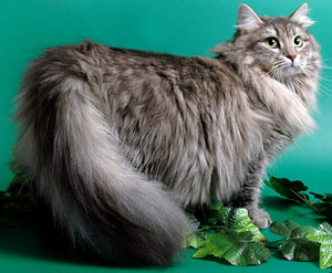 Siberian Cat