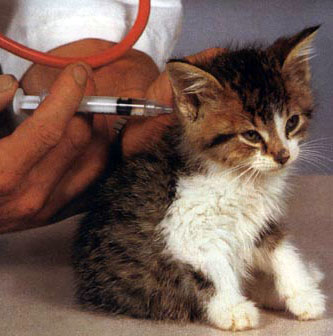 Steroids injection for dogs