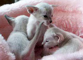 kitten care kitten care