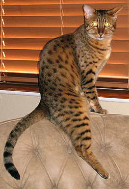 Egyptian Mau cats are far more