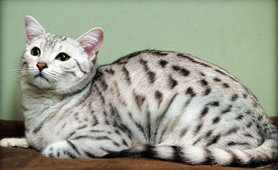 The Egyptian Mau is a small to