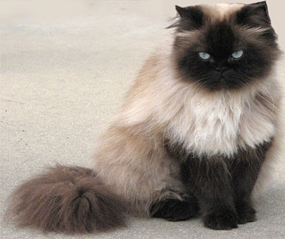 himalayan persian cats. The Persian cat was cross bred