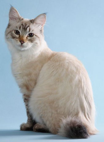 american bobtail cat