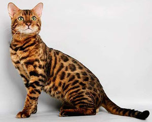 bengal cat