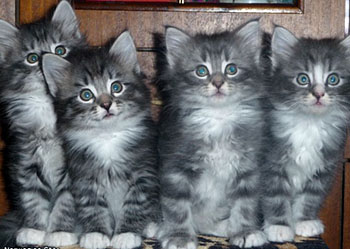 norwegian forest cat kittens