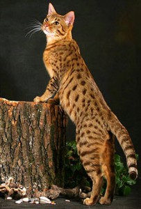Ocicat – Domestic Ocelot