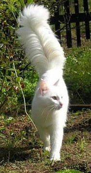 turkish angora cat
