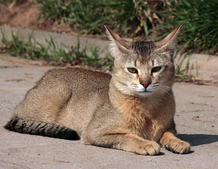 chausie cat