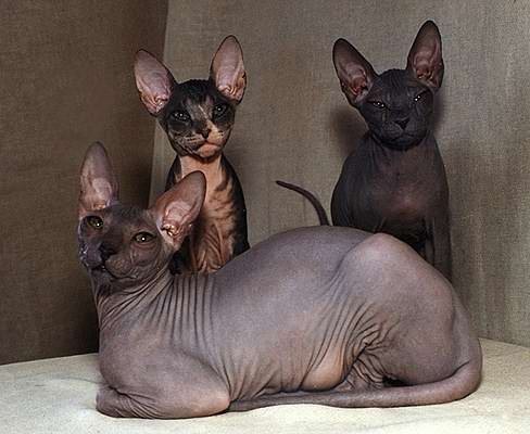 Donskoy best sale hairless cat