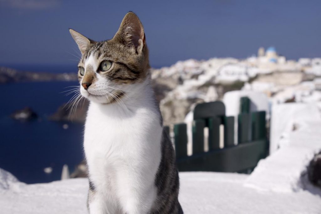 Why The Aegean Cat Breed Is A Greek Treasure Cat Breeds And Types Of Cats Why The Aegean Cat Breed Is A Greek Treasure Cat Breeds And Types Of Cats