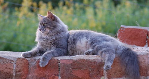 The Complete Origins And History Of The American Longhair Cat Cat Breeds And Types Of Cats