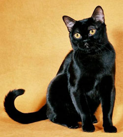 bombay cat