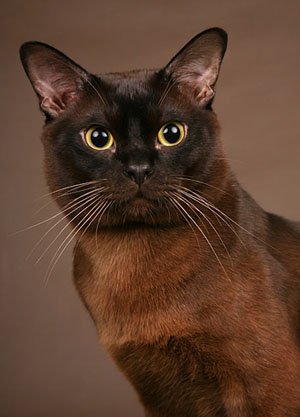 sable burmese cat