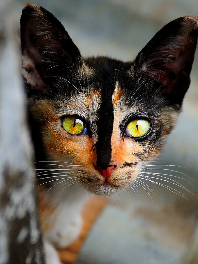 Calico Cat Tricolor Happiness and Good Luck