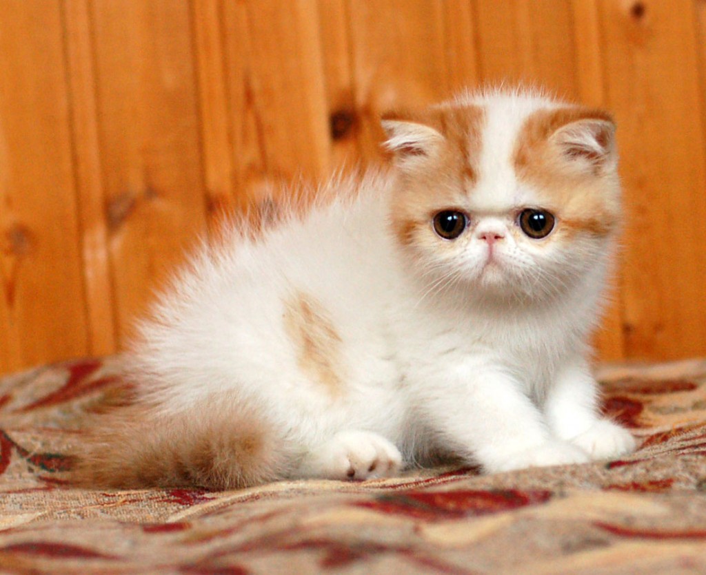 The Affectionate and Loyal Exotic Shorthair Cat Breeds And Types Of Cats