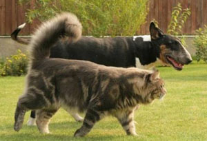 maine coon with a dog