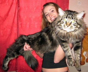 maine coon, big cat