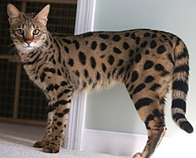 savannah cat