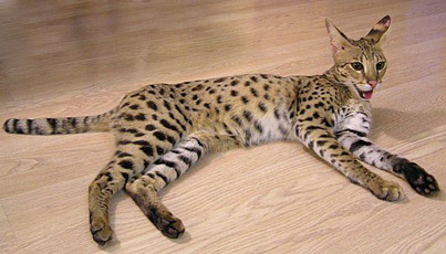 savannah cat