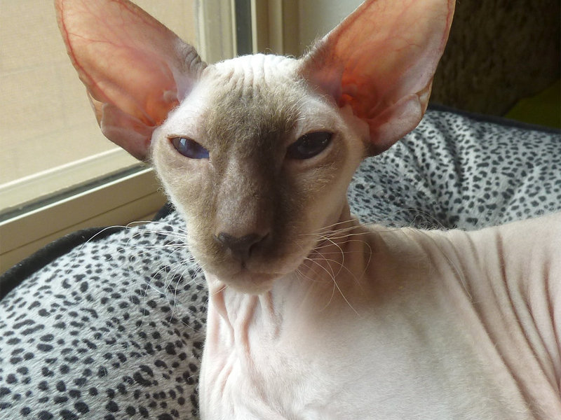 Peterbald breeders hot sale