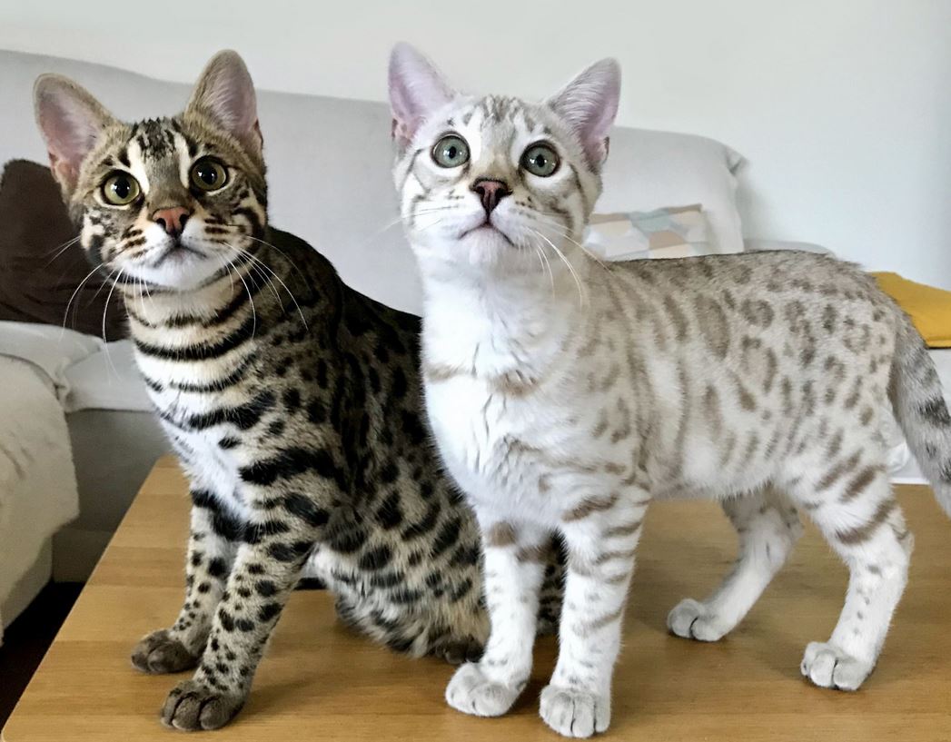 Cheetoh Cats: The Wild Beauty in a Domestic Companion | Meow Cats - Cat ...