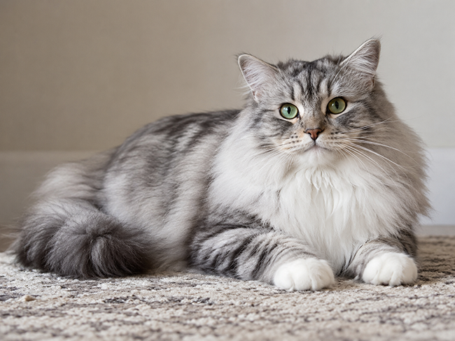 RagaMuffin