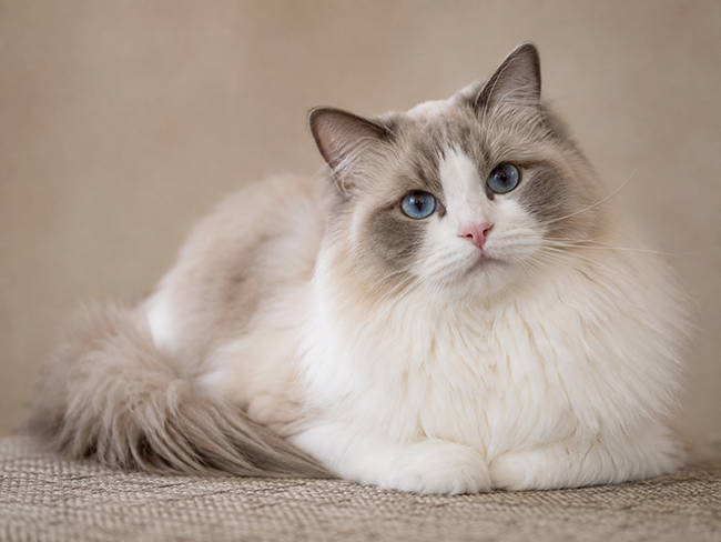 Ragdoll