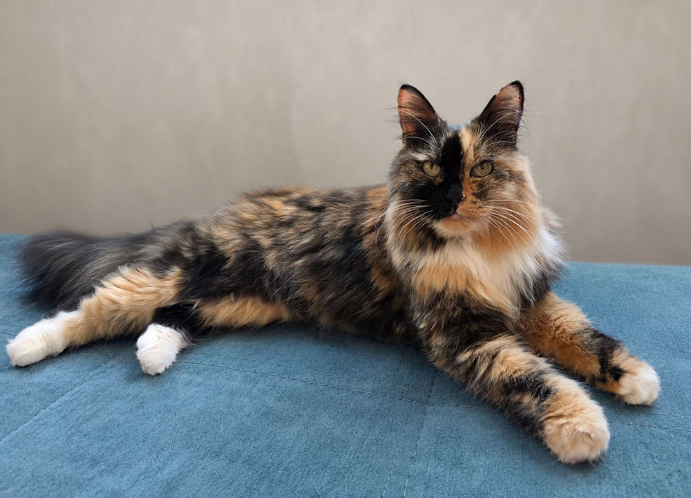 Tortoiseshell Cat