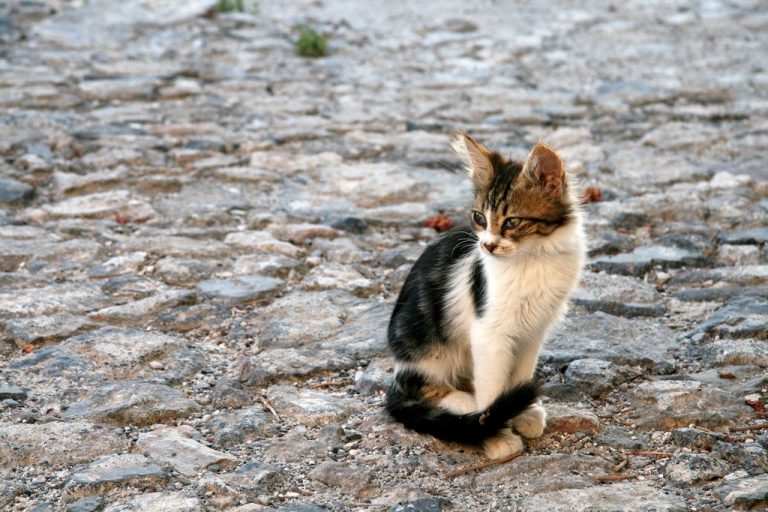 Why the Aegean Cat Breed is a Greek Treasure | Cat Breeds And Types Of Cats