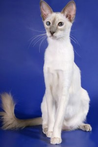 The Balinese Cat - An Epitome of Grace and Intelligence | Meow Cats