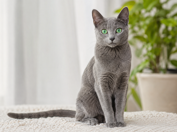 Russian Blue (Archangel Cat)
